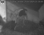 Capi_Dubne_20250725_213503.jpg