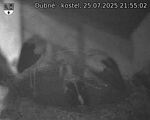 Capi_Dubne_20250725_215502.jpg