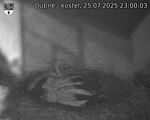 Capi_Dubne_20250725_230003.jpg