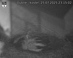 Capi_Dubne_20250725_231502.jpg