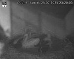 Capi_Dubne_20250725_232003.jpg