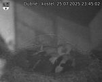 Capi_Dubne_20250725_234502.jpg