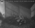 Capi_Dubne_20250725_235002.jpg