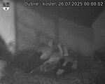 Capi_Dubne_20250726_000002.jpg