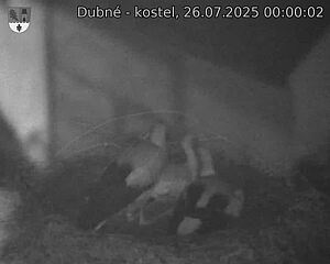 Capi_Dubne_20250726_000002.jpg (1350 x 1080)