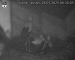 Capi_Dubne_20250726_003003.jpg