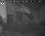 Capi_Dubne_20250726_024002.jpg
