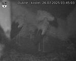 Capi_Dubne_20250726_034503.jpg