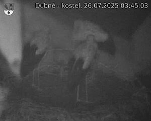 Capi_Dubne_20250726_034503.jpg (1350 x 1080)