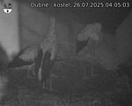 Capi_Dubne_20250726_040503.jpg