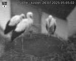 Capi_Dubne_20250726_050502.jpg