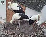 Capi_Dubne_20250726_054502.jpg
