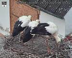 Capi_Dubne_20250726_060502.jpg