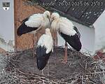 Capi_Dubne_20250726_062503.jpg