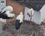 Capi_Dubne_20250726_063504.jpg