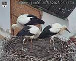 Capi_Dubne_20250726_064504.jpg