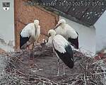 Capi_Dubne_20250726_070504.jpg