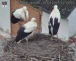Capi_Dubne_20250726_074503.jpg