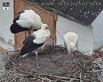 Capi_Dubne_20250726_075004.jpg
