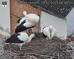 Capi_Dubne_20250726_080003.jpg