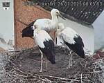 Capi_Dubne_20250726_080503.jpg