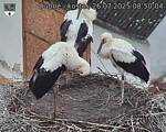 Capi_Dubne_20250726_085004.jpg