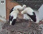 Capi_Dubne_20250726_090503.jpg