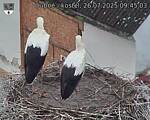 Capi_Dubne_20250726_094503.jpg