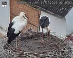 Capi_Dubne_20250726_101003.jpg