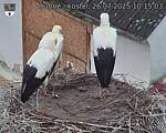 Capi_Dubne_20250726_101503.jpg