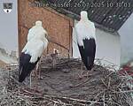 Capi_Dubne_20250726_103003.jpg