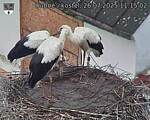 Capi_Dubne_20250726_111503.jpg