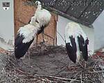 Capi_Dubne_20250726_113002.jpg