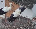 Capi_Dubne_20250726_120004.jpg