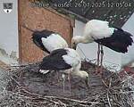 Capi_Dubne_20250726_120504.jpg