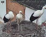 Capi_Dubne_20250726_121502.jpg
