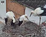 Capi_Dubne_20250726_122004.jpg