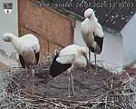 Capi_Dubne_20250726_123003.jpg