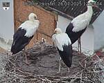 Capi_Dubne_20250726_123504.jpg