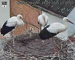 Capi_Dubne_20250726_130503.jpg