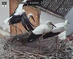 Capi_Dubne_20250726_133503.jpg