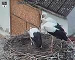 Capi_Dubne_20250726_134503.jpg