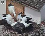 Capi_Dubne_20250726_135002.jpg