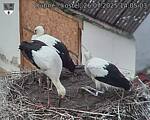 Capi_Dubne_20250726_140503.jpg