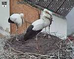 Capi_Dubne_20250726_141503.jpg