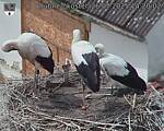 Capi_Dubne_20250726_142002.jpg