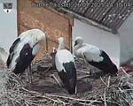 Capi_Dubne_20250726_143004.jpg