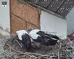 Capi_Dubne_20250726_144004.jpg