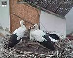 Capi_Dubne_20250726_145002.jpg
