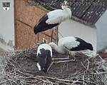 Capi_Dubne_20250726_150002.jpg